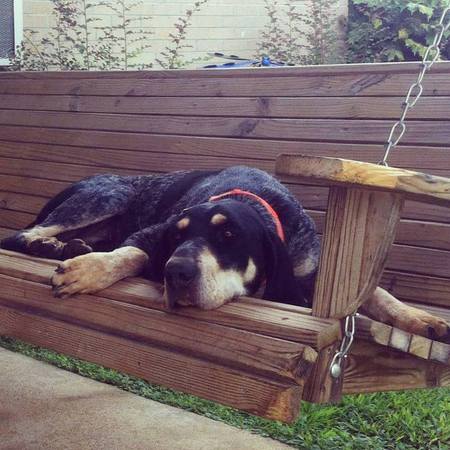 The spoiled Bluetick known as Jethro, and his swing