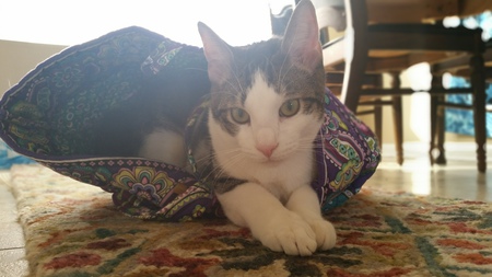 Oliver