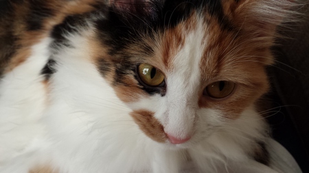 Piper