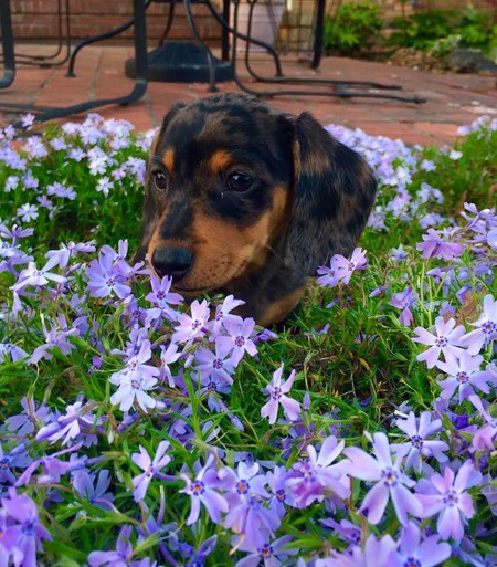 Dudley