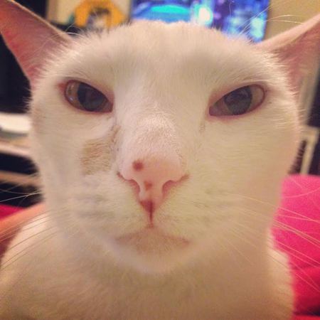 Superman the Cat 