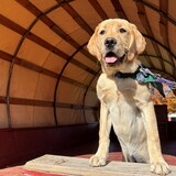 Entry image for Polly