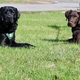Entry image for Amos and Arthur