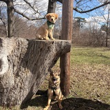 Entry image for Paisley and Baxter