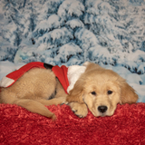 Entry image for Flossie