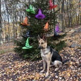 Entry image for Bailey