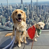 Entry image for Winston and Krypto
