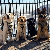 Entry image for Krypto, Polly, Nutella and Vito