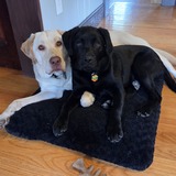 Entry image for Scotty and George