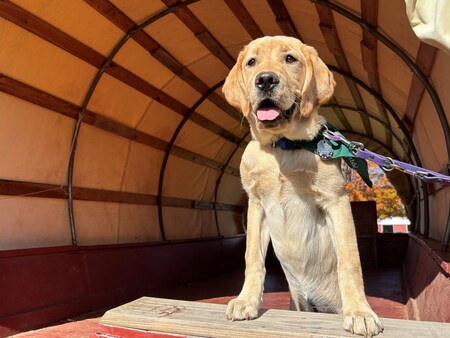 Entry image for Polly. Clicking this image will show a larger photo