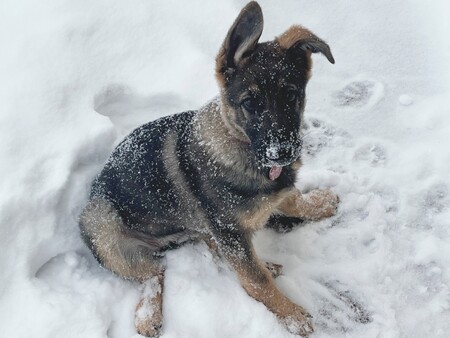 Entry image for Moxie. Clicking this image will show a larger photo