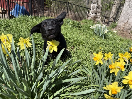 Entry image for Mimi. Clicking this image will show a larger photo