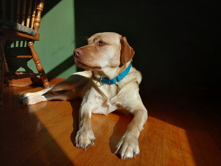 Entry image for Henry. Clicking this image will show a larger photo