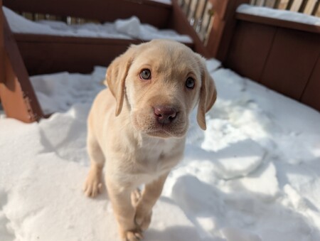Entry image for Millie. Clicking this image will show a larger photo
