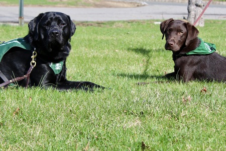 Entry image for Amos and Arthur. Clicking this image will show a larger photo
