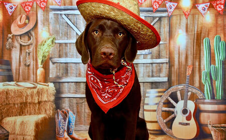 Entry image for Fudge. Clicking this image will show a larger photo