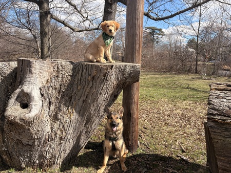 Entry image for Paisley and Baxter. Clicking this image will show a larger photo