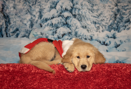 Entry image for Flossie. Clicking this image will show a larger photo
