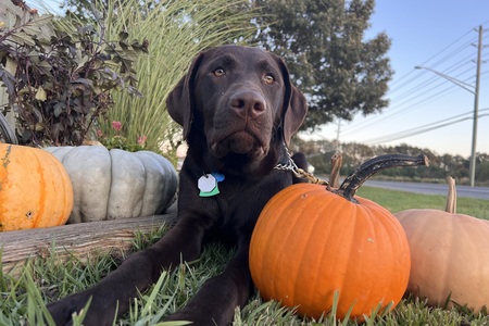 Entry image for Watson. Clicking this image will show a larger photo