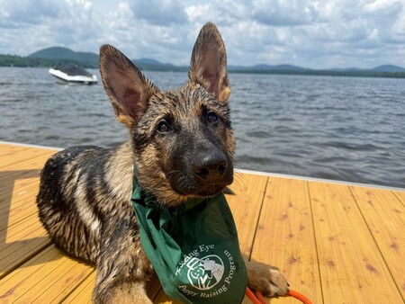 Entry image for Vito. Clicking this image will show a larger photo