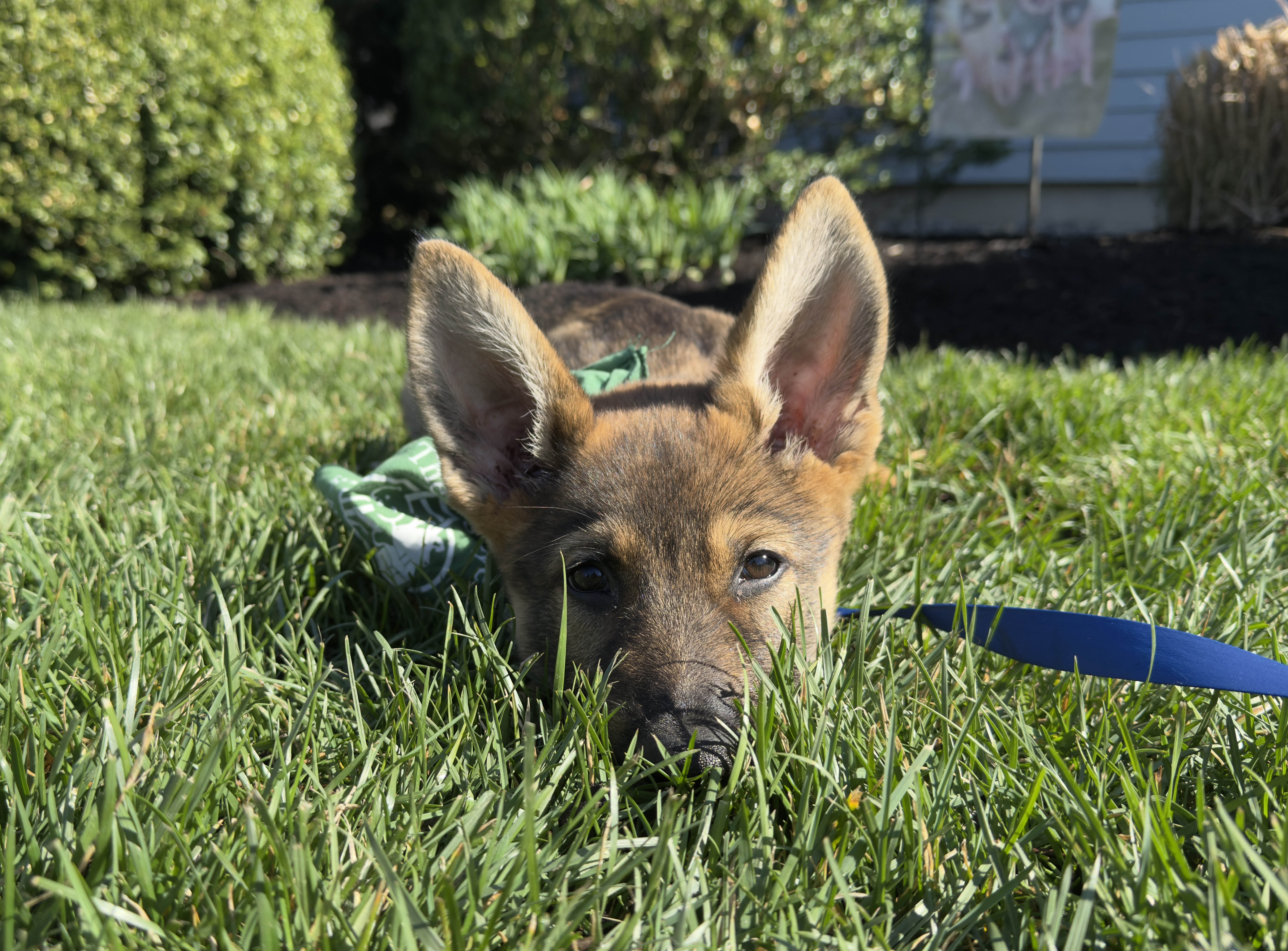 Entry image for Dug. Clicking this image will show a larger photo