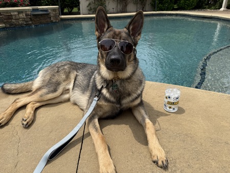 Entry image for Zuko. Clicking this image will show a larger photo
