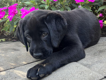 Entry image for Stanley. Clicking this image will show a larger photo