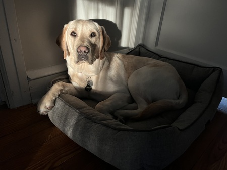 Entry image for Utley. Clicking this image will show a larger photo