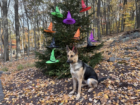 Entry image for Bailey. Clicking this image will show a larger photo