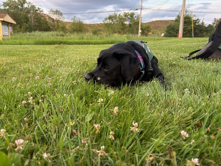 Entry image for Misty. Clicking this image will show a larger photo