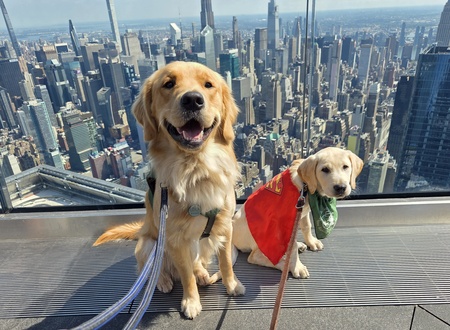 Entry image for Winston and Krypto. Clicking this image will show a larger photo