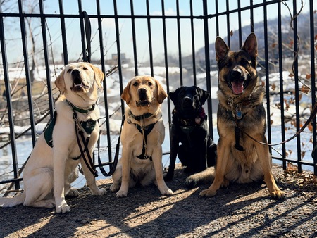 Entry image for Krypto, Polly, Nutella and Vito. Clicking this image will show a larger photo