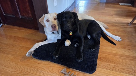 Entry image for Scotty and George. Clicking this image will show a larger photo