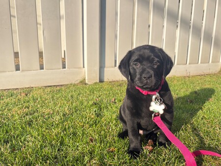 Entry image for Pearl. Clicking this image will show a larger photo