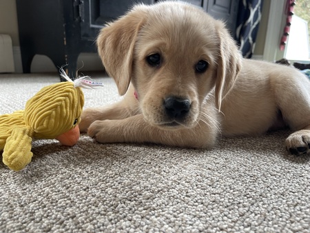 Entry image for Ginny. Clicking this image will show a larger photo