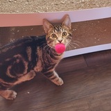 Entry image for Jasper