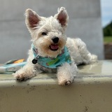 Entry image for Peanut