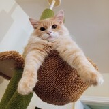 Entry image for Peewee