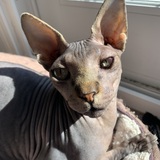 Entry image for Cimmerian