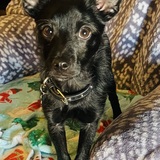 Entry image for Chiqui 