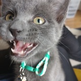 Entry image for Mogwai