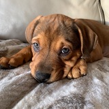 Entry image for Annie