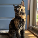 Entry image for Astra