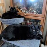 Entry image for Isabella and Caterina 