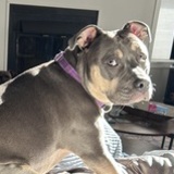 Entry image for Sadie