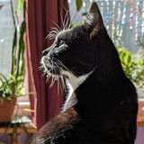 Entry image for Comic Sans