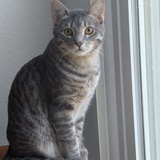 Entry image for Gandalf The Grey