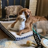 Entry image for Oscar & Bailey