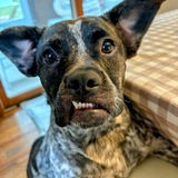 Entry image for Pepper