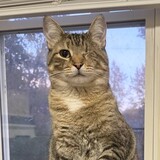 Entry image for Bubba